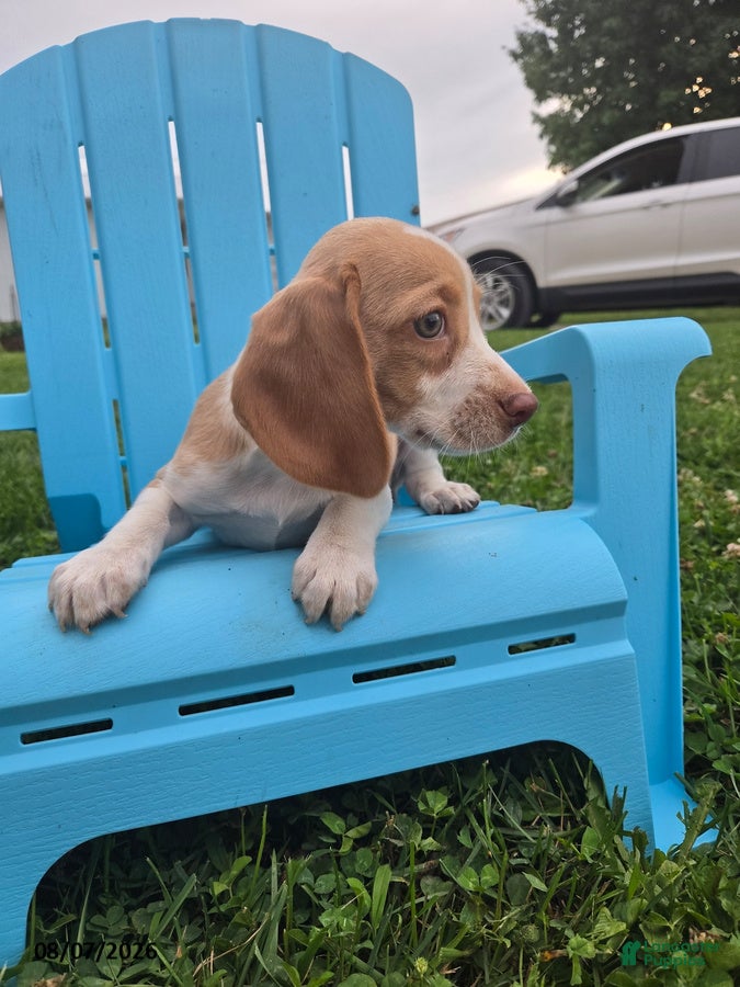 Beagle dogs Polina - Ad 2
