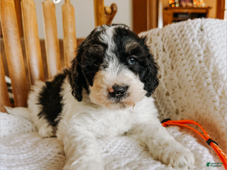 Mixed Breed dogs Finnigan - Ad 16