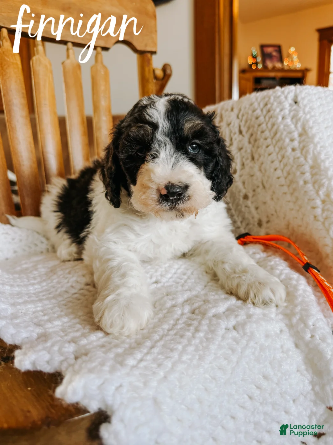 Mini Bernedoodle dogs for sale: Finnigan - Ad 4