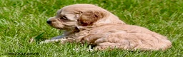 Miniature Poodle dogs for sale: Millie - Ad 4
