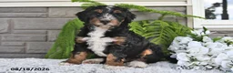 Mini Bernedoodle dogs for sale: Mindy - Ad 3