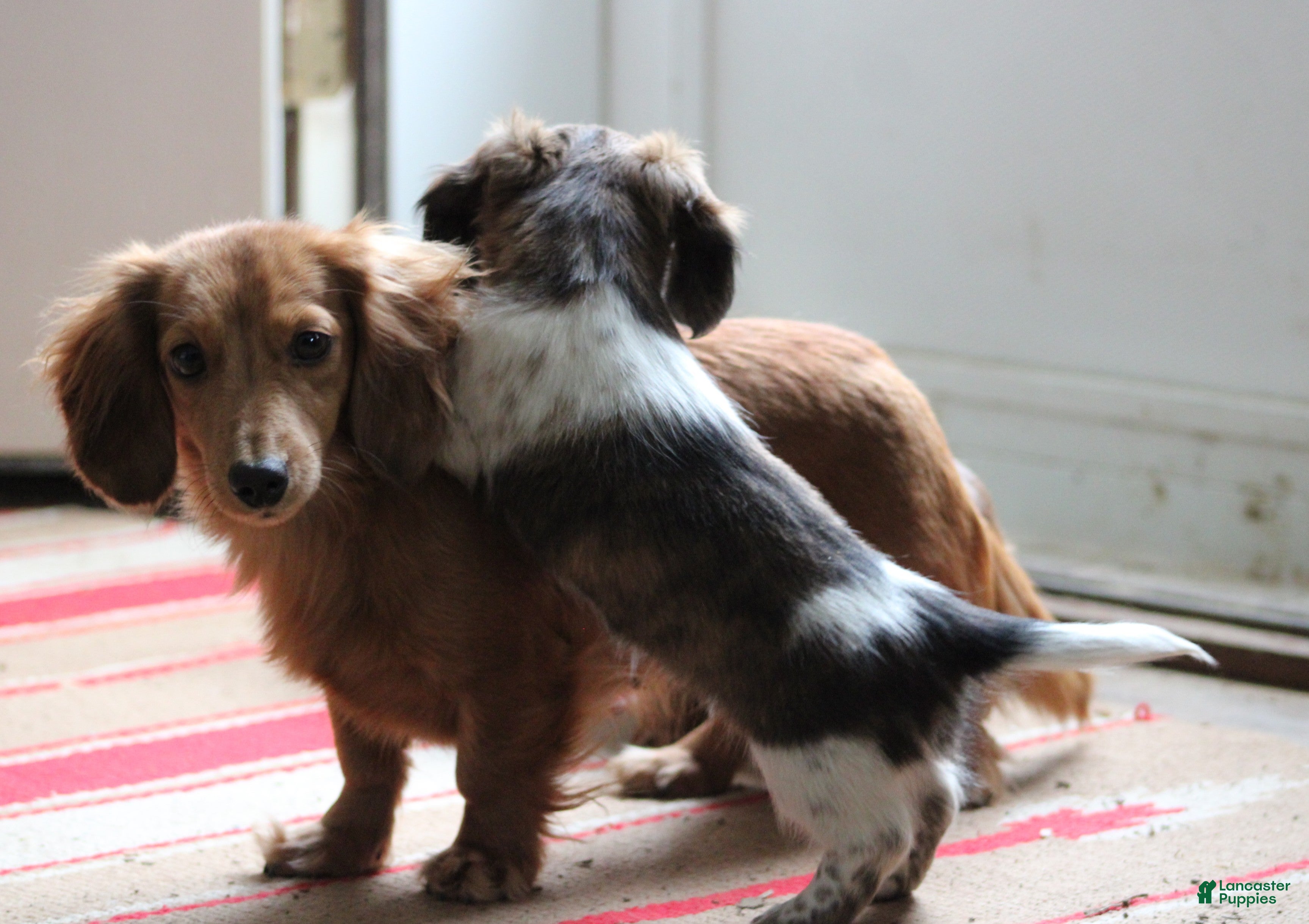 Miniature Dachshund dogs Bonita - Ad 2