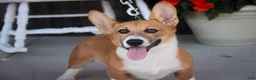 Welsh Corgi Pembroke dogs for sale: Ripley - Ad 5