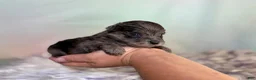 Schnoodle dogs for sale: Pipsqueak - Ad 6