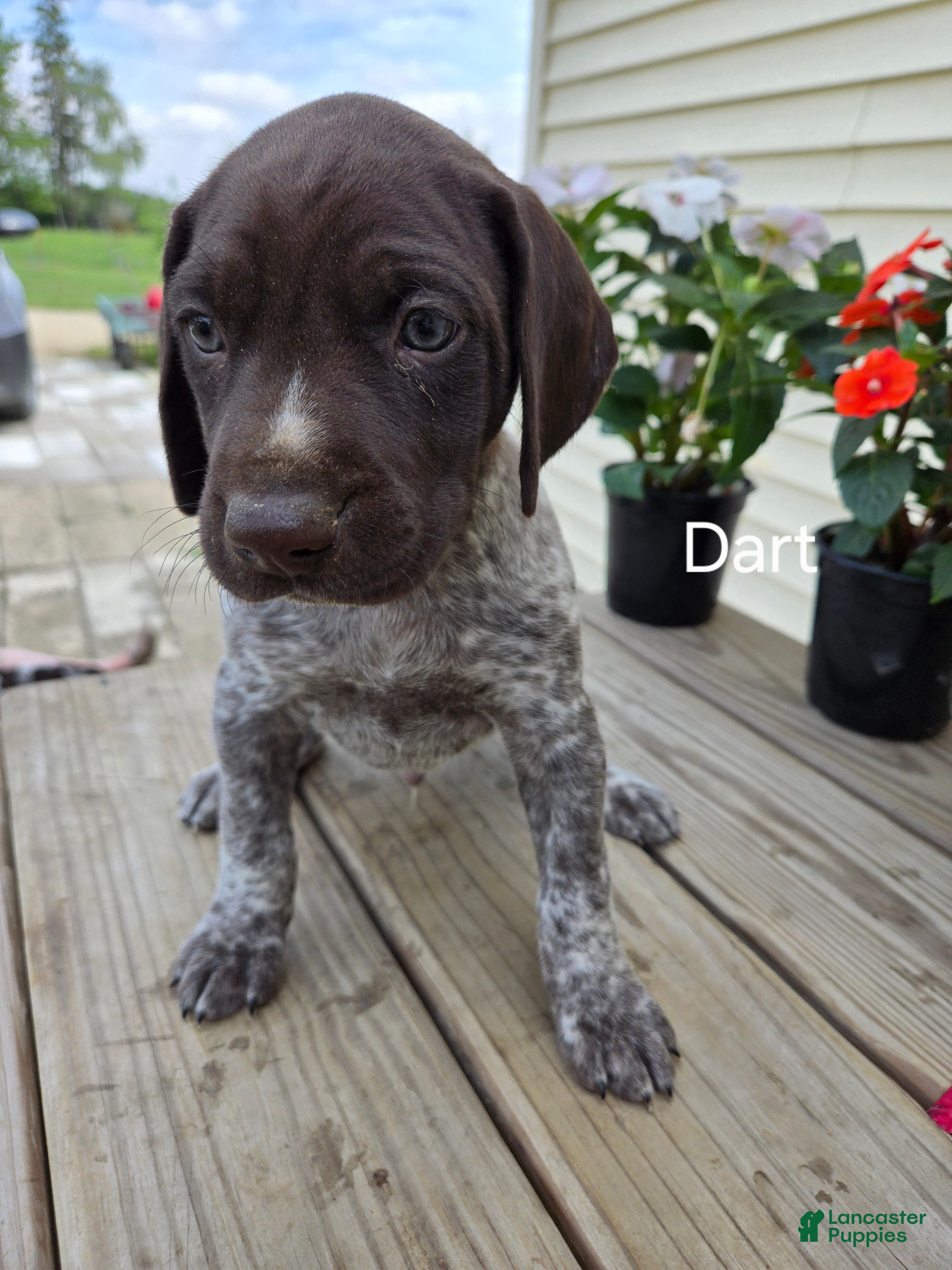 German Shorthaired Pointer dogs Dart - Ad 1