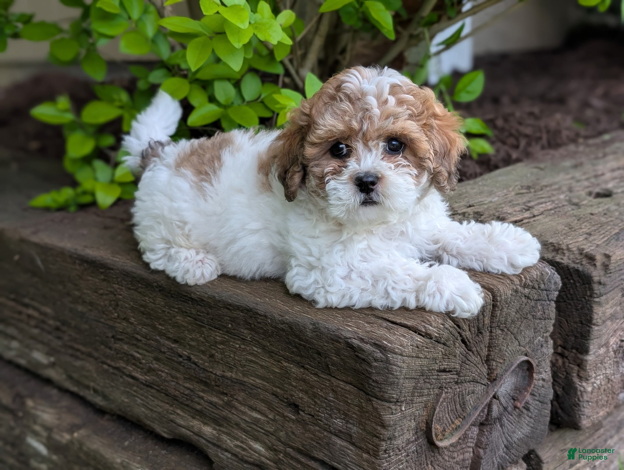 Shihpoo dogs Muffy - Ad 2