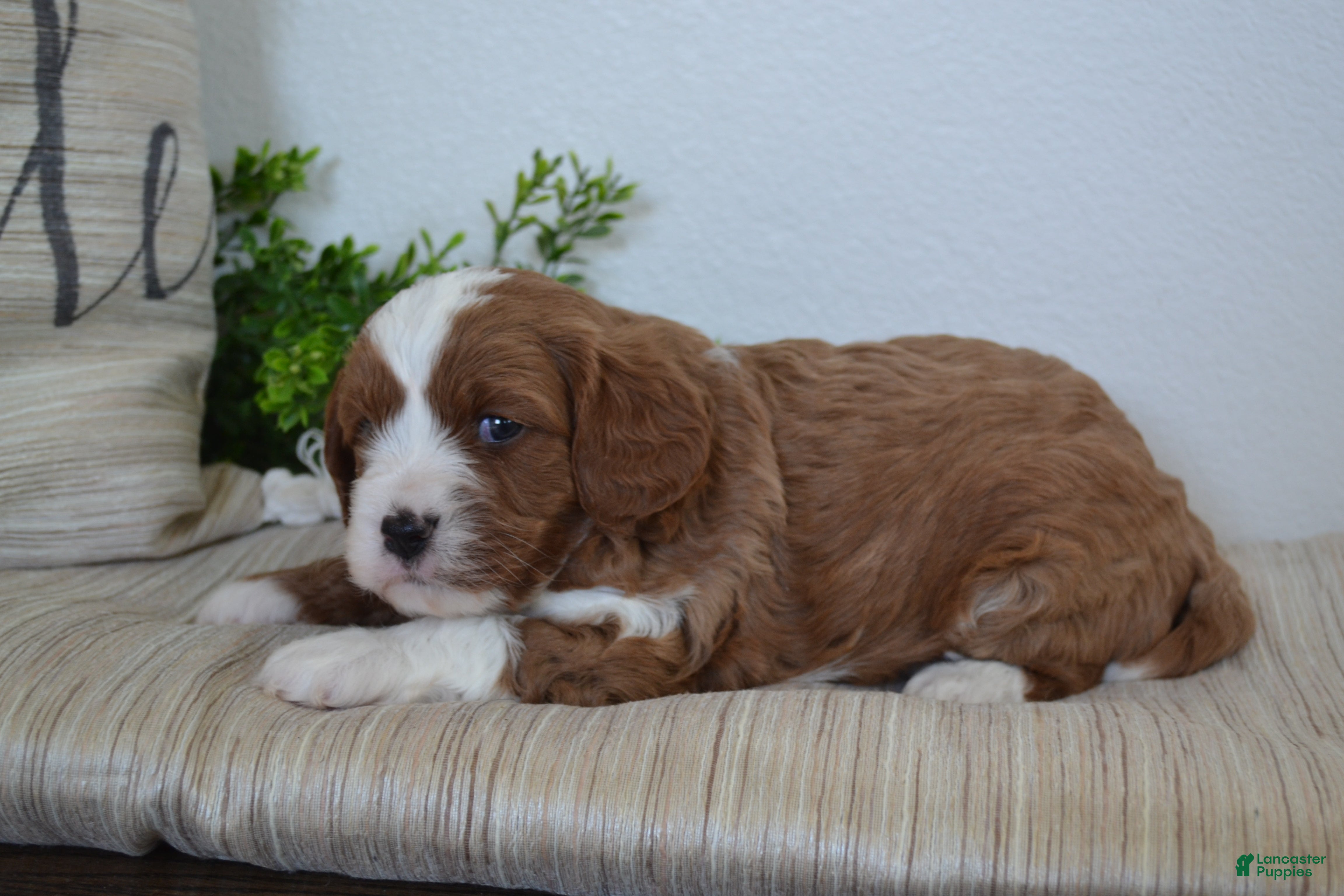 Miniature Poodle dogs Pebbles - Ad 32