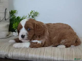 Miniature Poodle dogs Pebbles - Ad 23