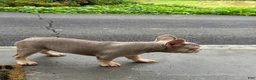 French Bulldog dogs for sale: Tula - Ad 4