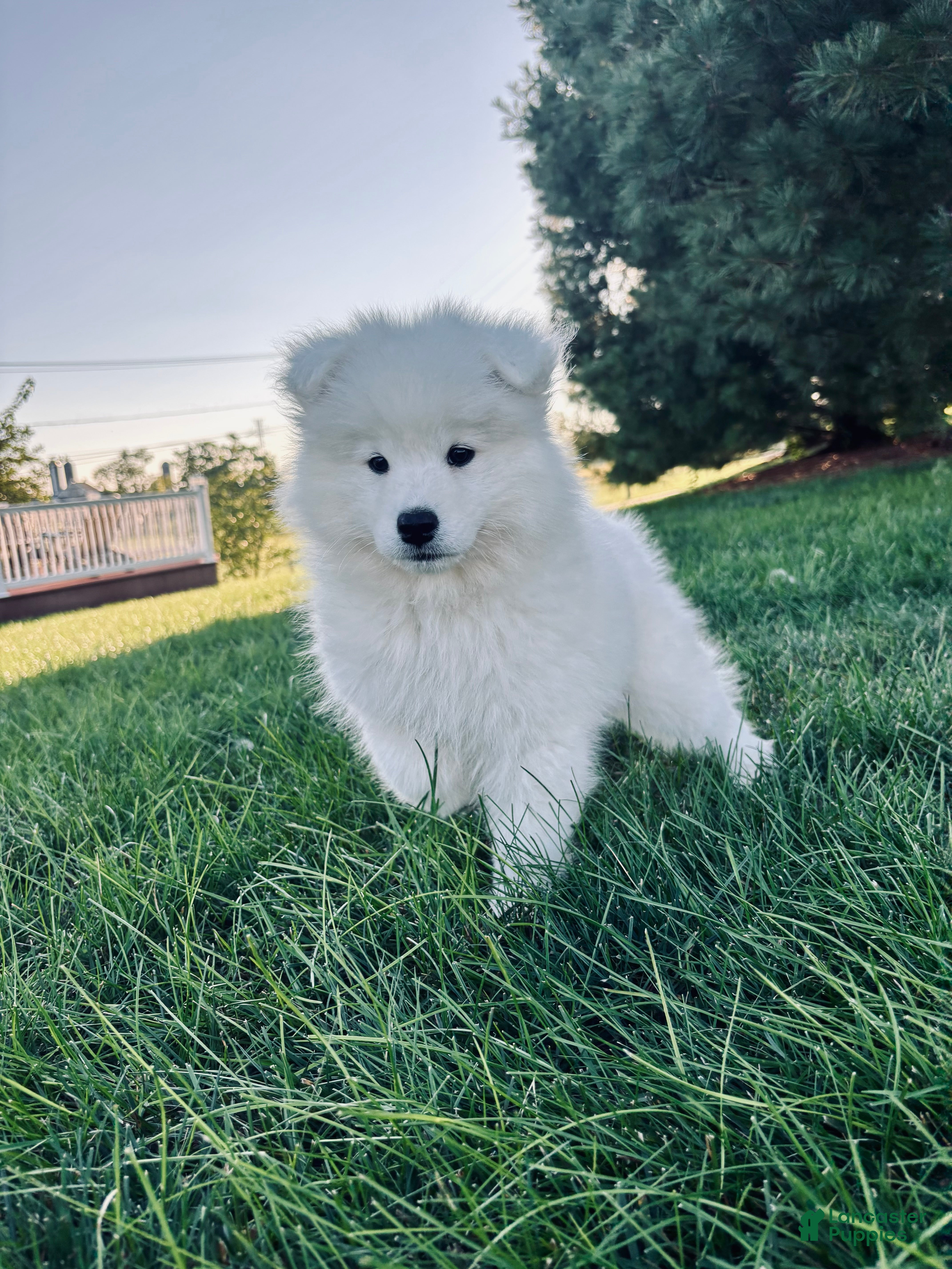 Samoyed dogs Iris - Ad 2