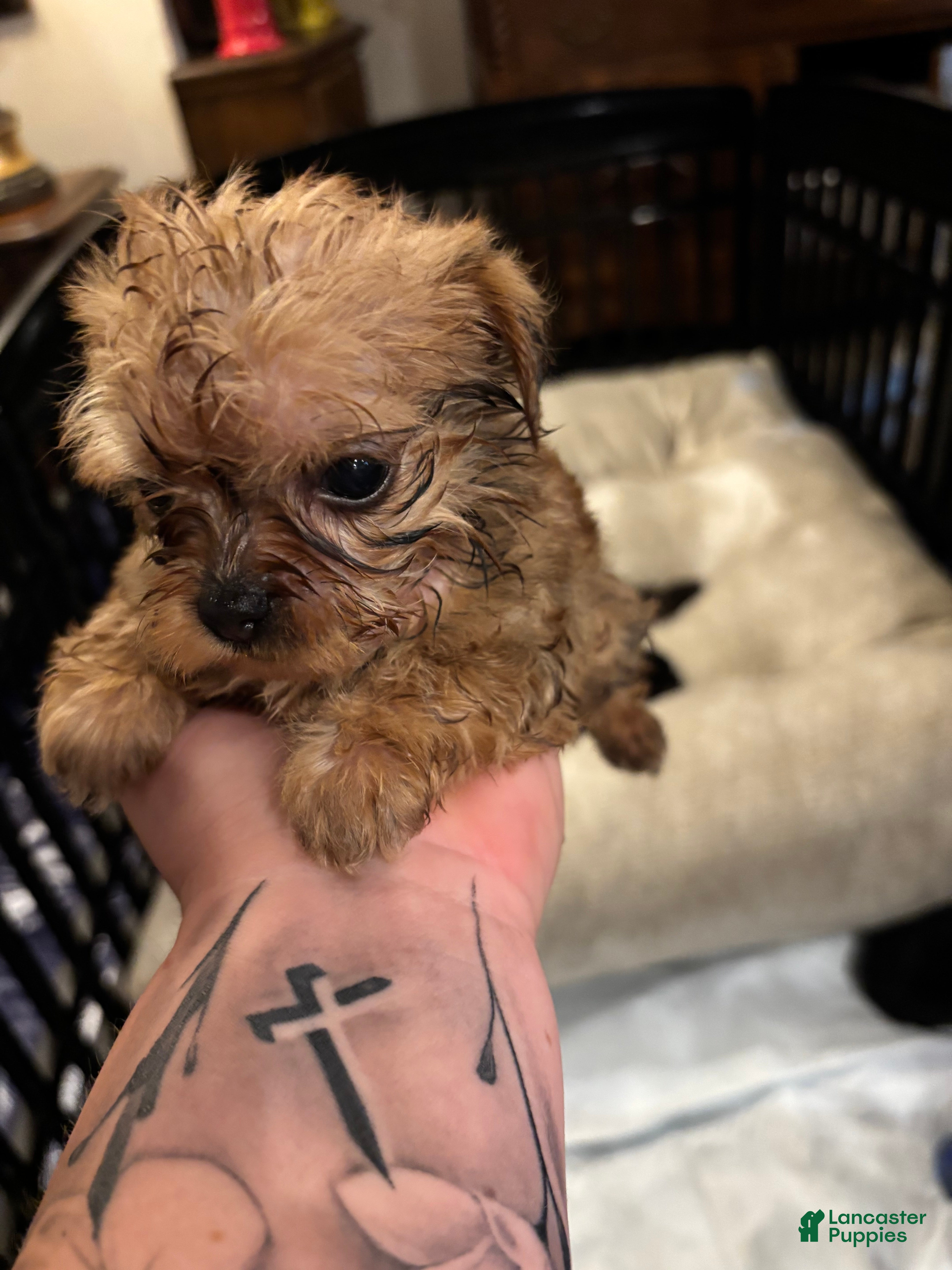 Shorkie dogs Shorkie Puppy 1 - Ad 27