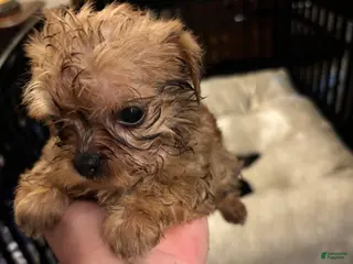 Shorkie dogs Shorkie Puppy 1 - Ad 33