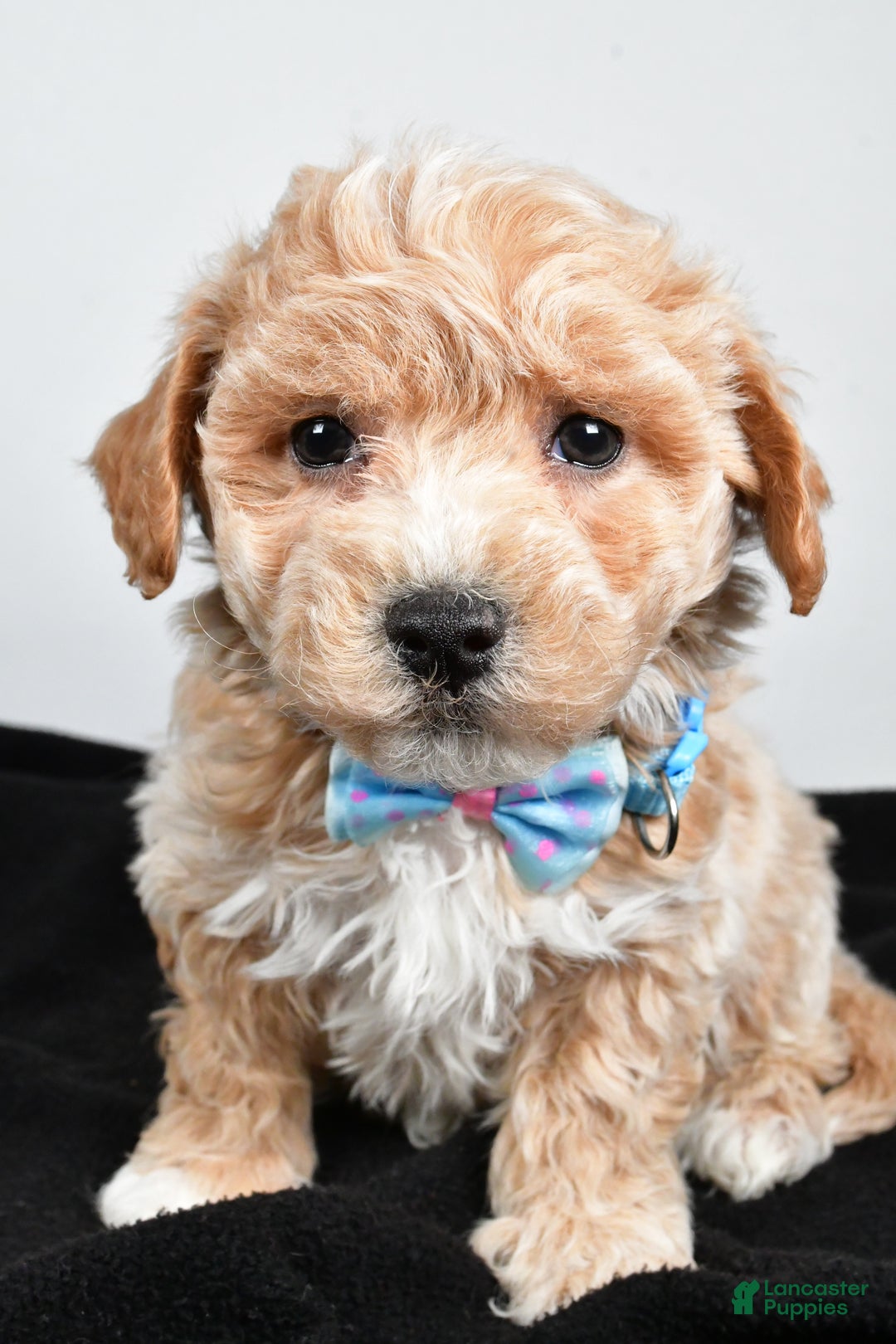Maltipoo dogs for sale: Jeff - Ad 5