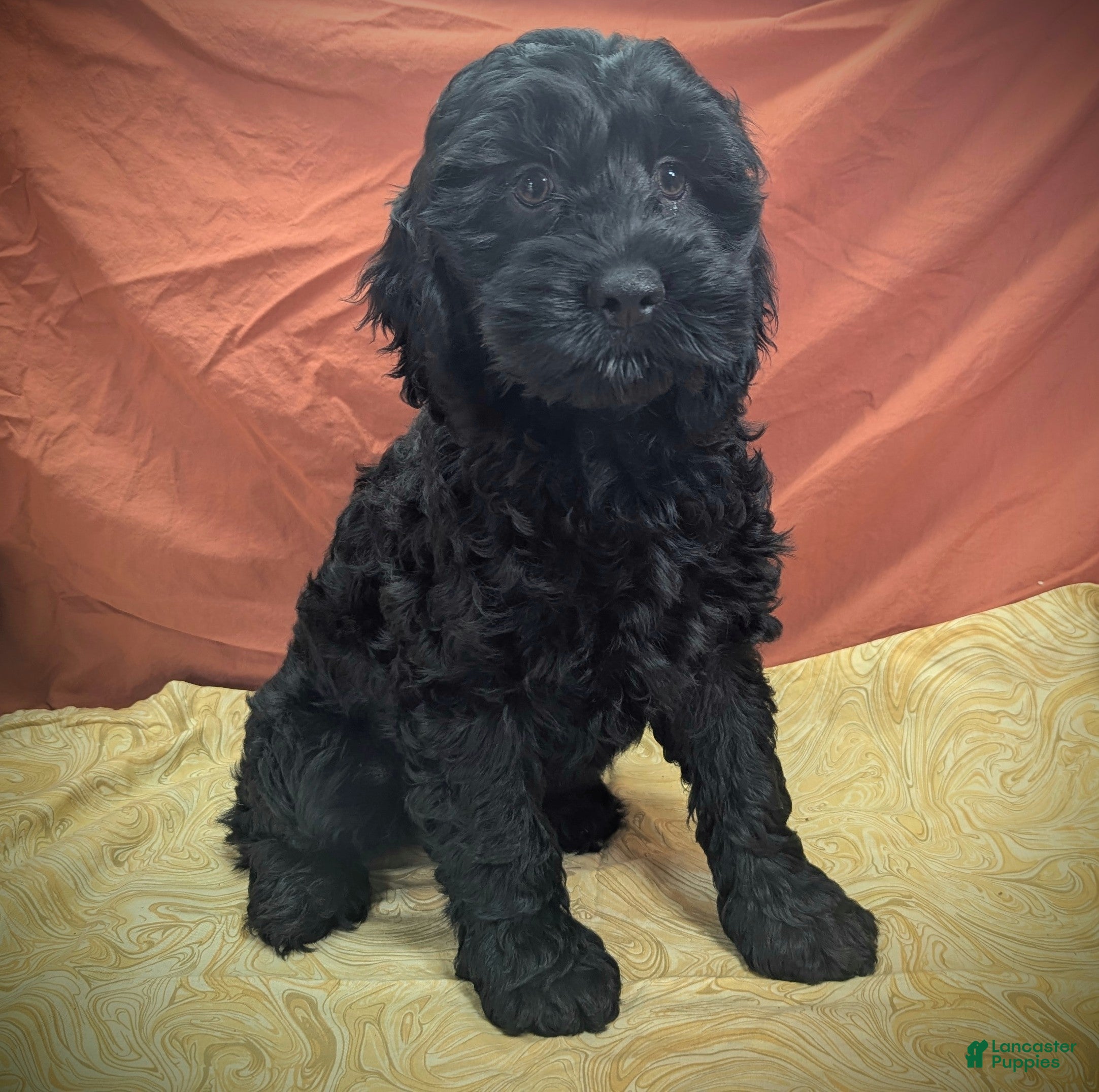 Cockapoo dogs Frostbite - Ad 14