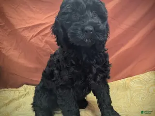 Cockapoo dogs Frostbite - Ad 14