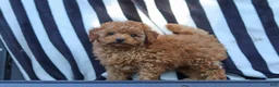 Cavapoo dogs for sale: Emily  - Ad 6