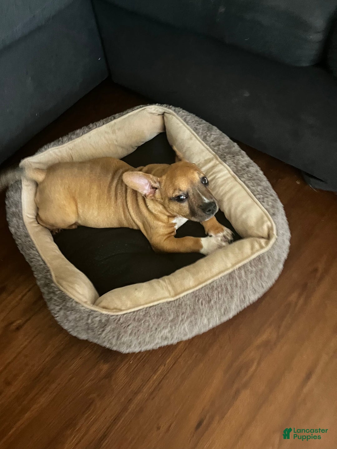 American Bully dogs for sale: Mocha - Ad 16