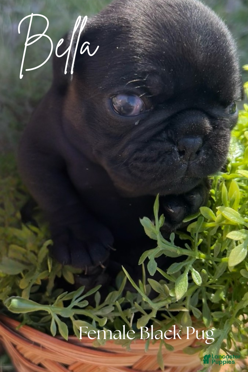 Pug dogs Bella - Ad 40