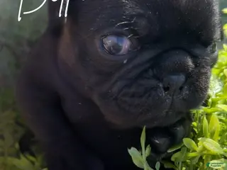 Pug dogs Bella - Ad 23