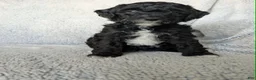 Mixed Breed dogs for sale: Raven  - Ad 2