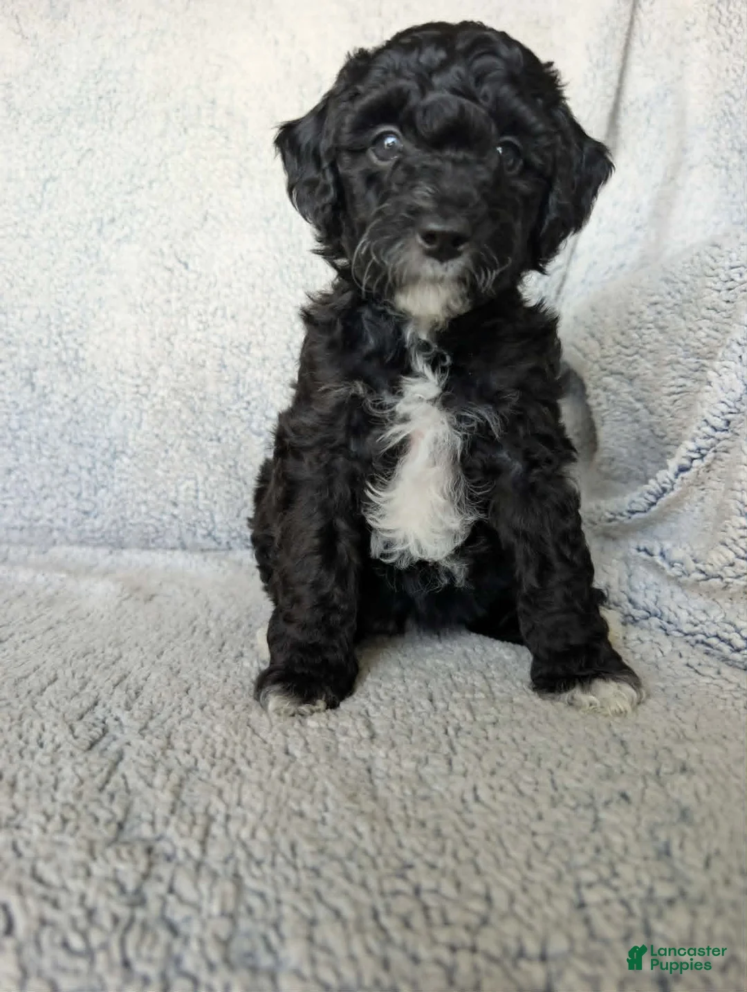 Mixed Breed dogs for sale: Raven  - Ad 2