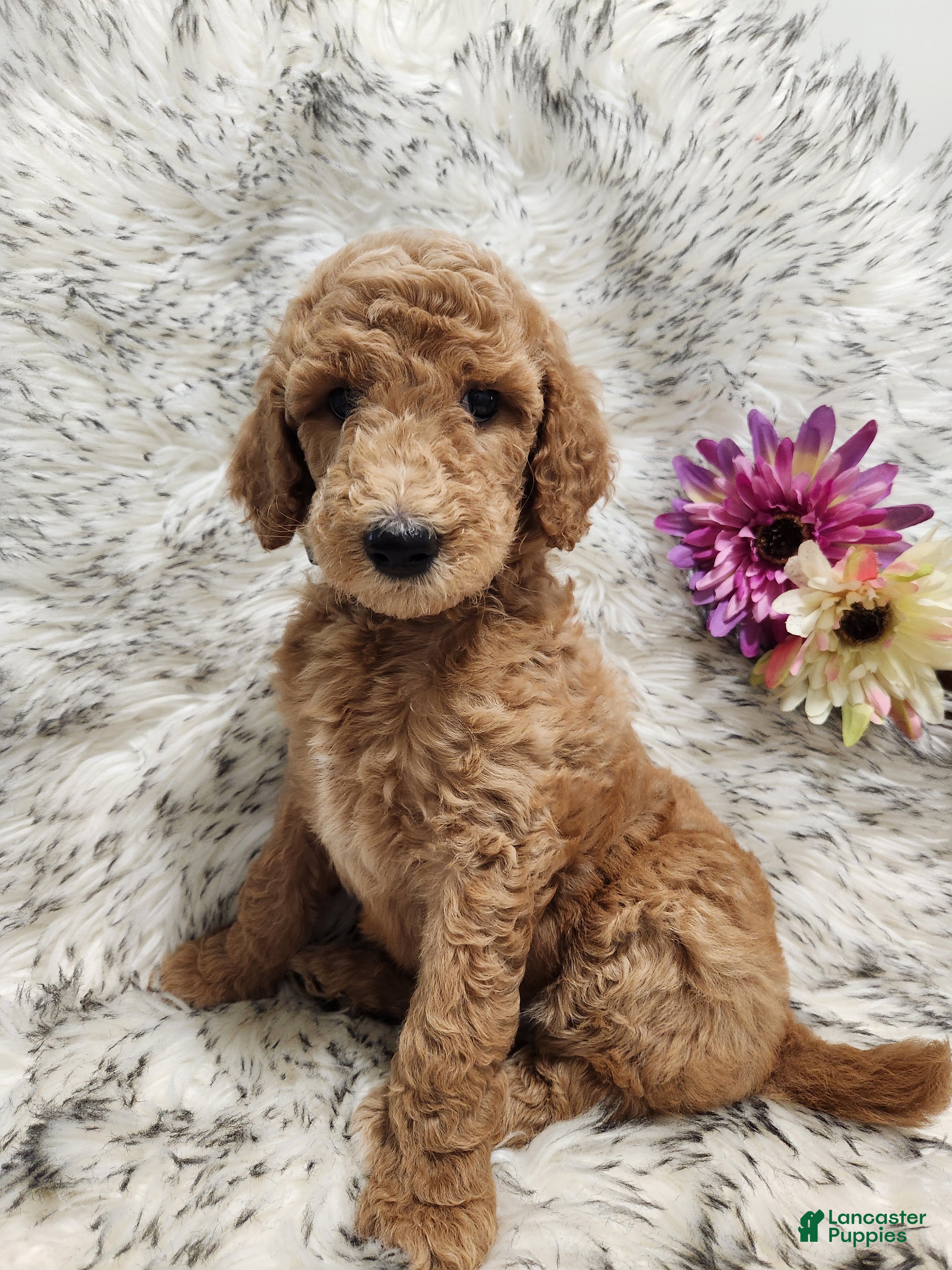 Standard Poodle dogs Fiona - Ad 11