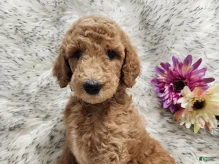 Standard Poodle dogs Fiona - Ad 11