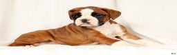 Boxer dogs for sale: Sultan - Ad 2