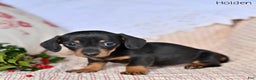 Miniature Dachshund dogs for sale: Holden - Ad 5