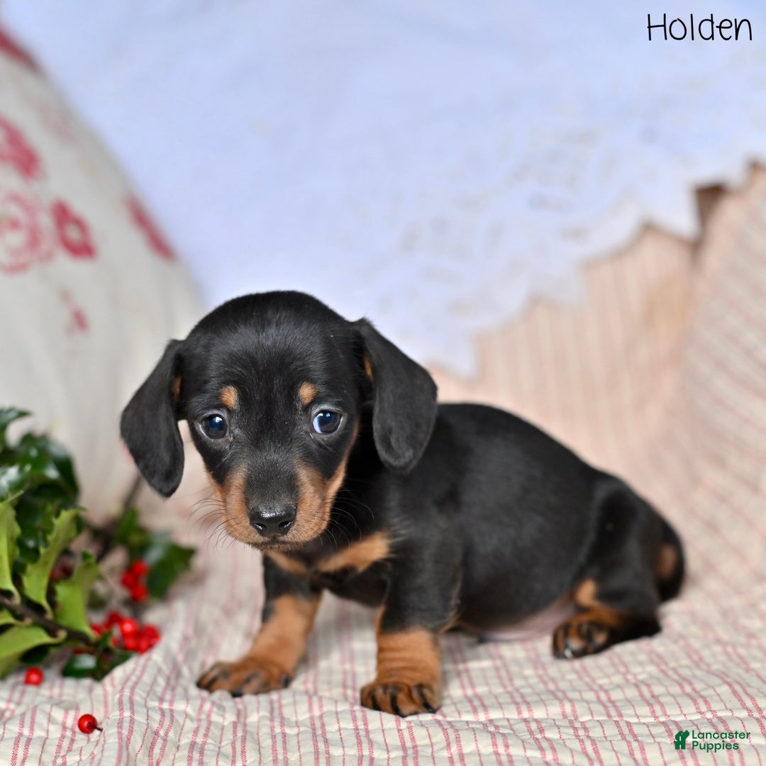 Miniature Dachshund dogs for sale: Holden - Ad 5