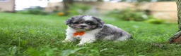 Shihpoo dogs for sale: Biscuit - Ad 4