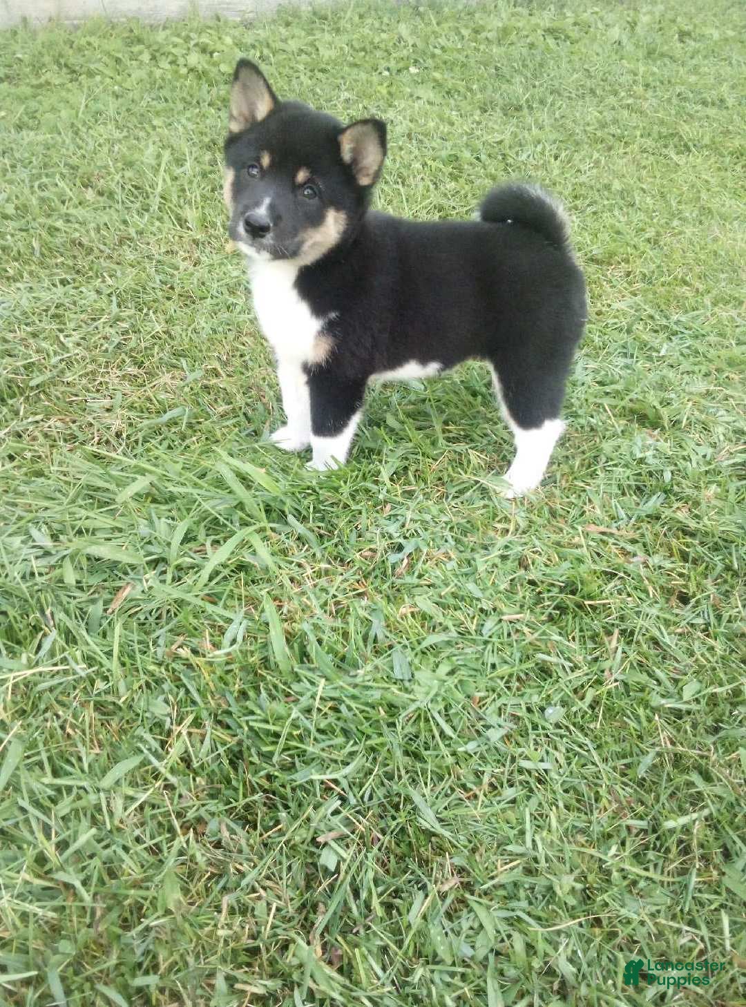 Shiba Inu dogs Shiba Inu 1 Jasper - Ad 30