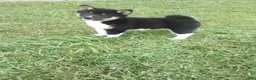 Shiba Inu dogs for sale: Shiba Inu 1 Jasper - Ad 1