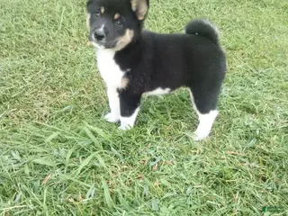 Shiba Inu dogs Shiba Inu 1 Jasper - Ad 26