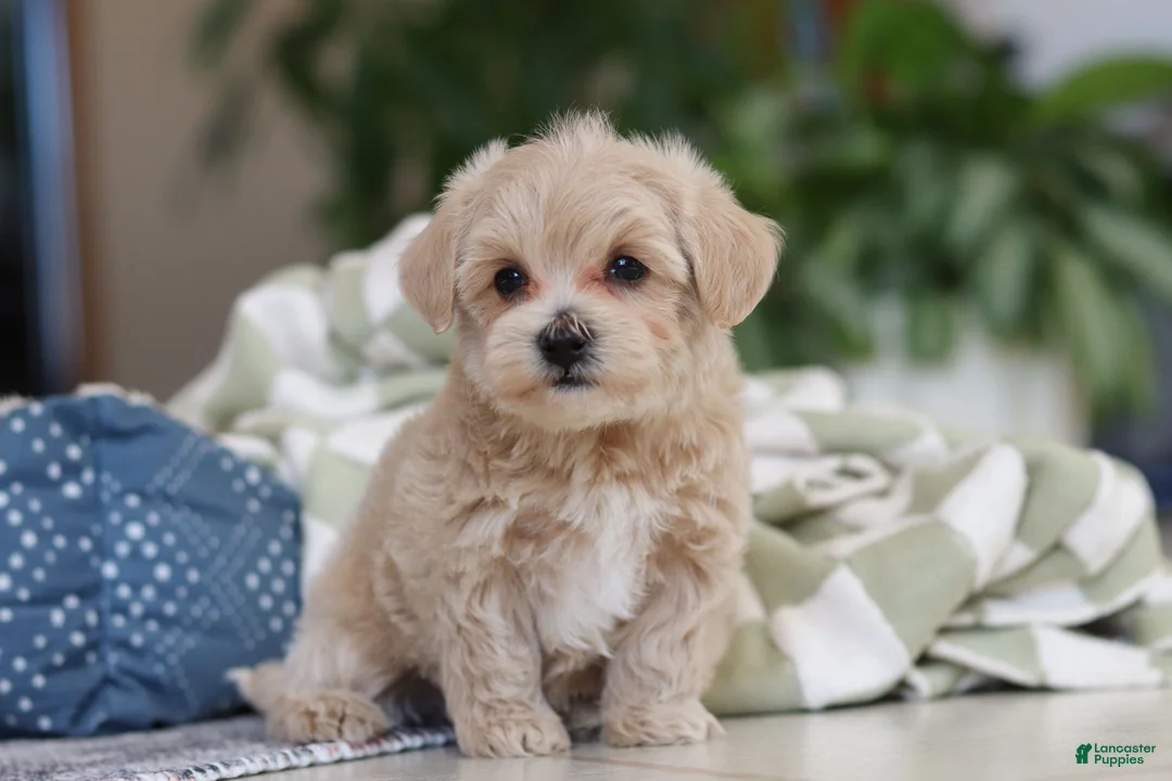 Maltipoo dogs for sale: Daisy - Ad 1