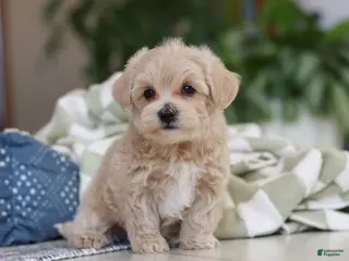 Maltipoo dogs Daisy - Ad 38