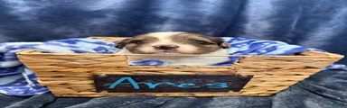 Ares