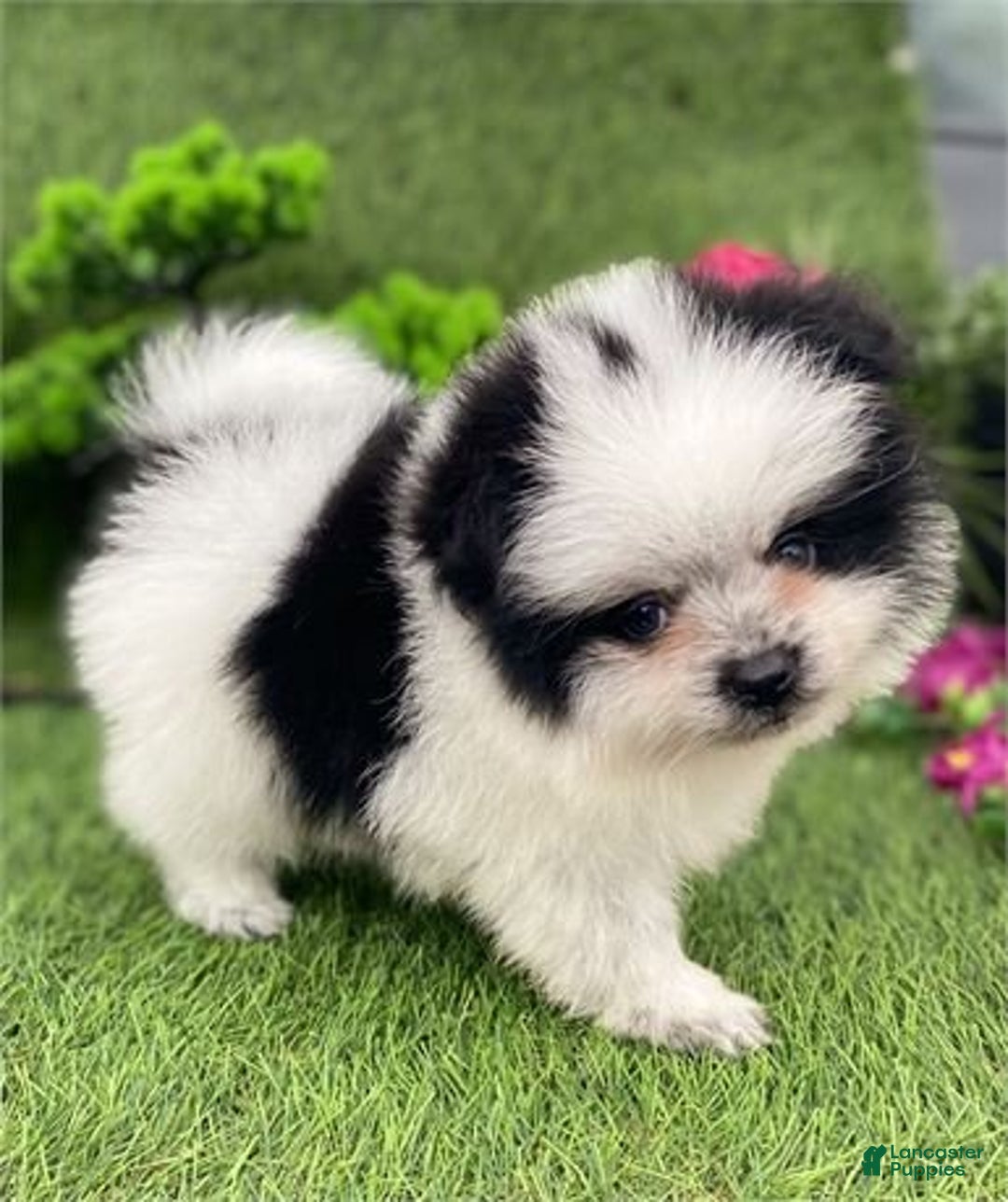 Pomeranian dogs for sale: Prada - Ad 2