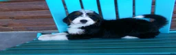 Mini Bernedoodle dogs for sale: Butter Cup - Ad 8