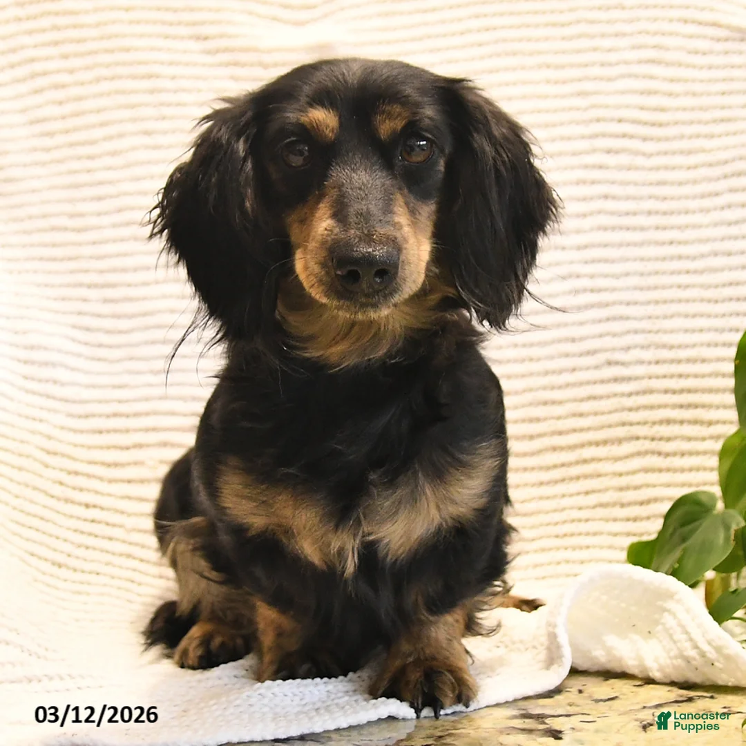 Miniature Dachshund dogs for sale: Waylan - Ad 6