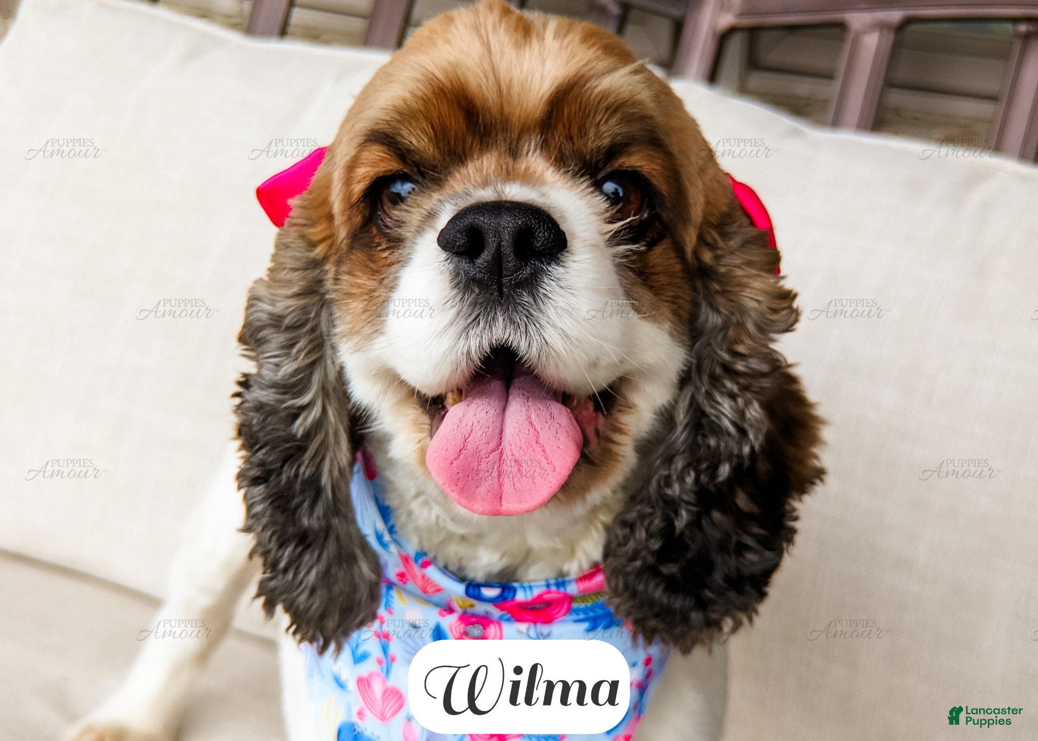 Cocker Spaniel dogs Wilma - Ad 1