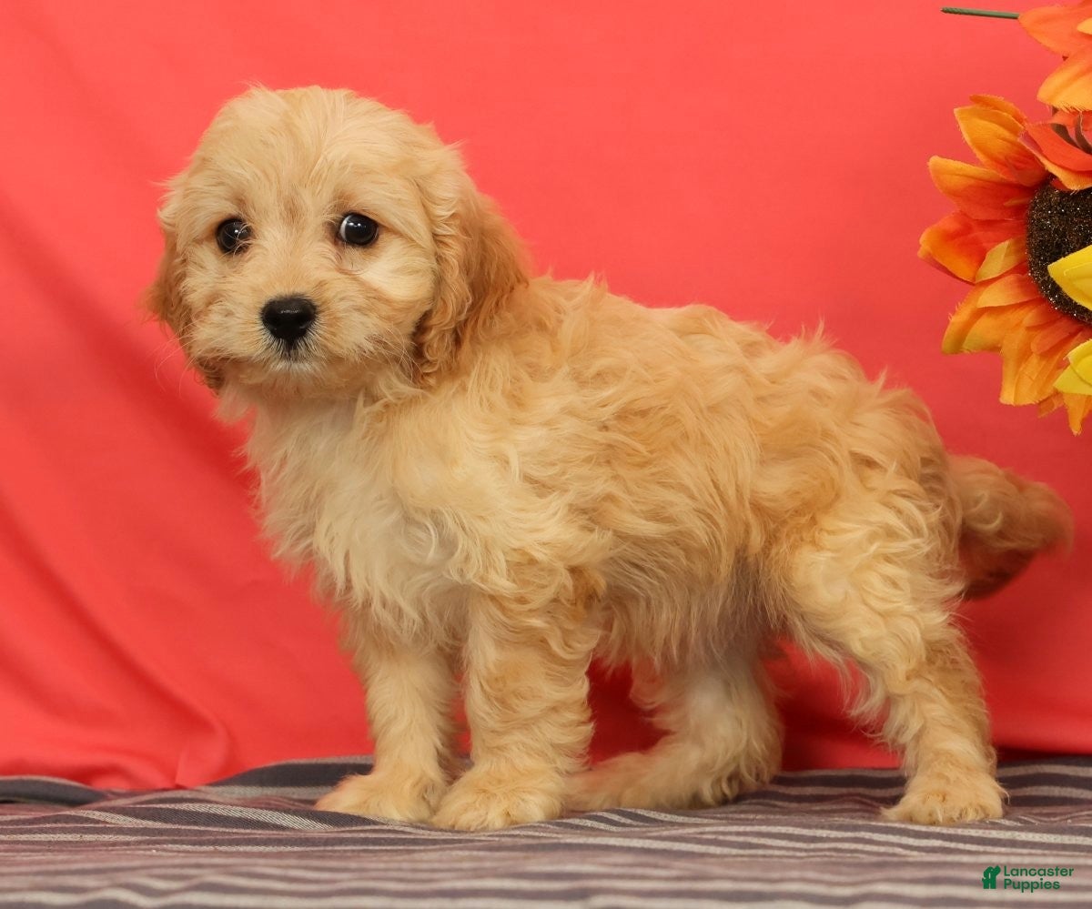 Cavapoo dogs Violet - Ad 1