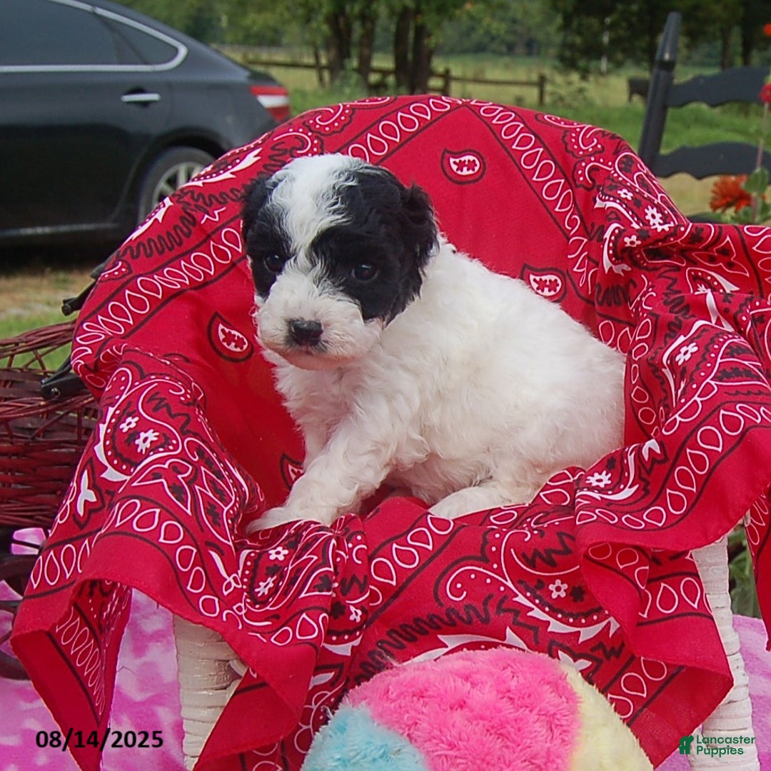 Toy Poodle dogs for sale: Blondie - Ad 5