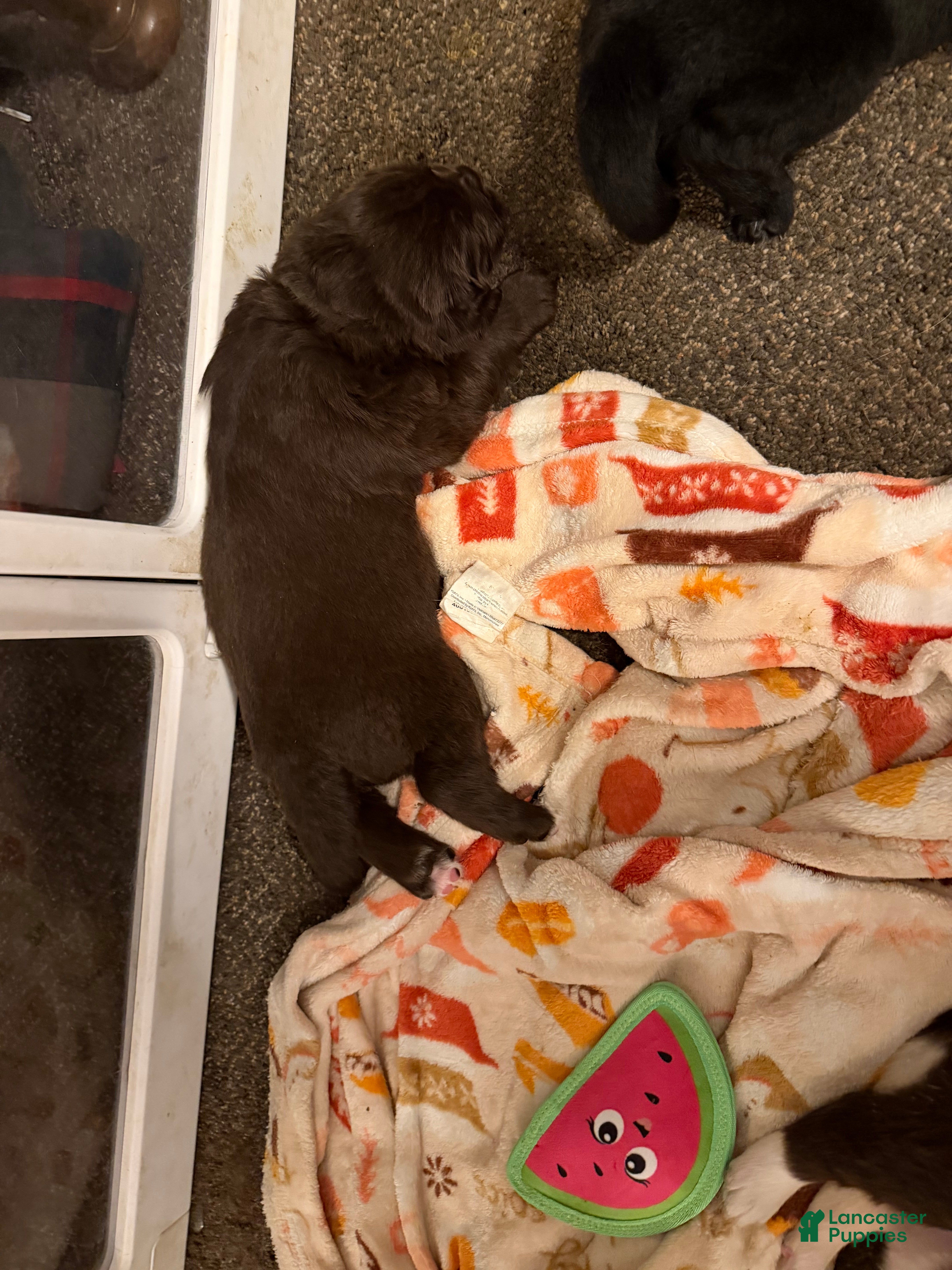 Newfoundland dogs Newfoundland Puppy 3 Gaia - Ad 20