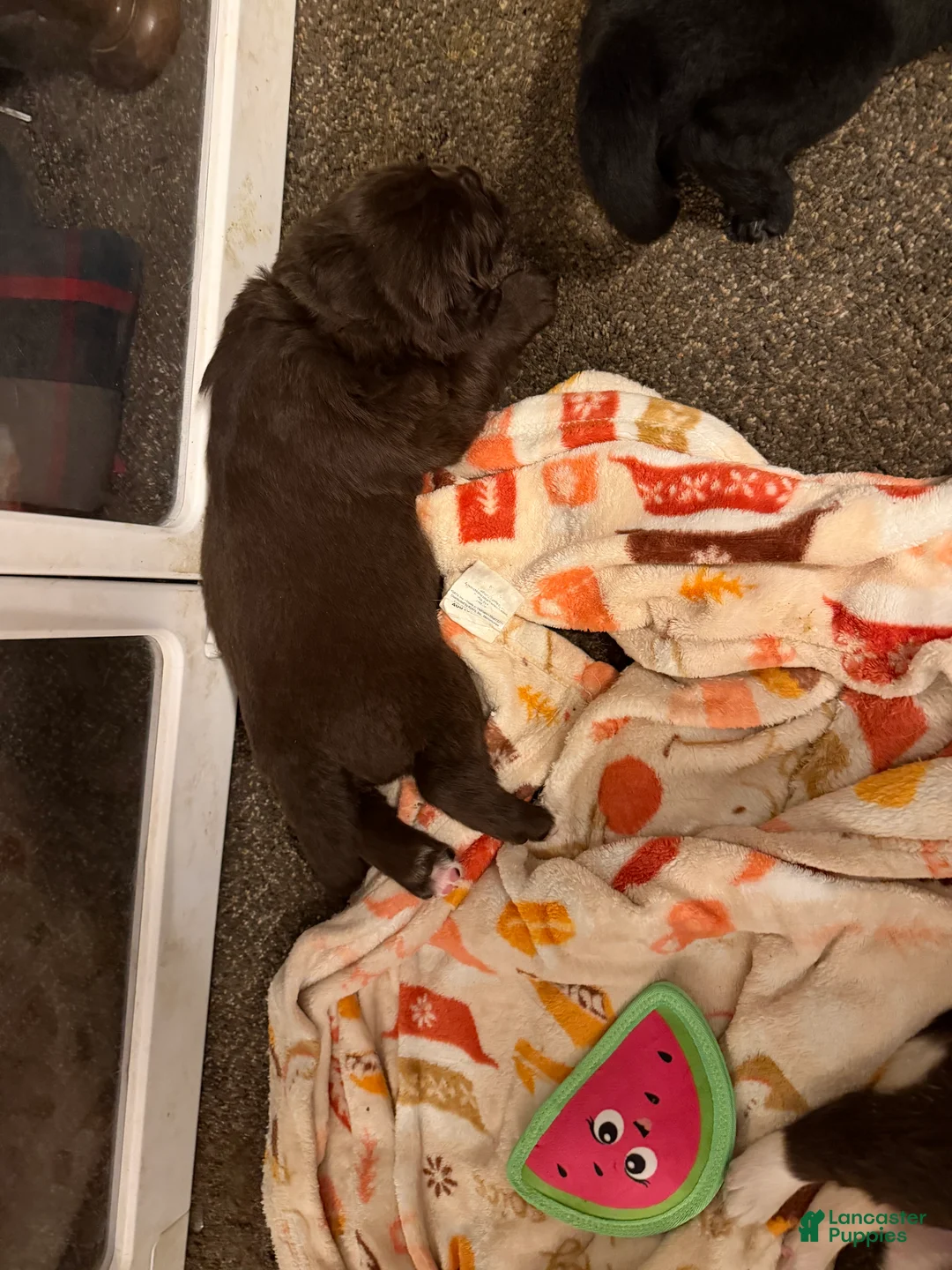 Newfoundland dogs for sale: Newfoundland Puppy 3 Gaia - Ad 1