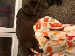 Newfoundland dogs Newfoundland Puppy 3 Gaia - Ad 20