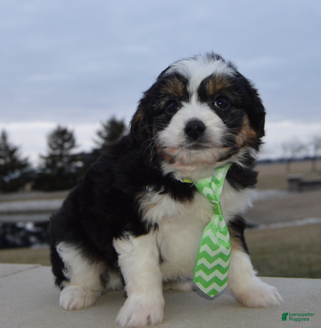 Mini Aussiedoodle dogs Mini Arlo - Ad 11