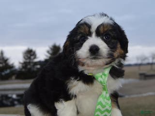 Mini Aussiedoodle dogs Mini Arlo - Ad 39