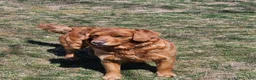 Mixed Breed dogs for sale: Princess Golden Mountain Dog  - Ad 8