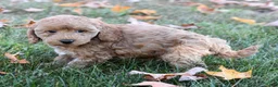 Bichpoo dogs for sale: Candy - Ad 3